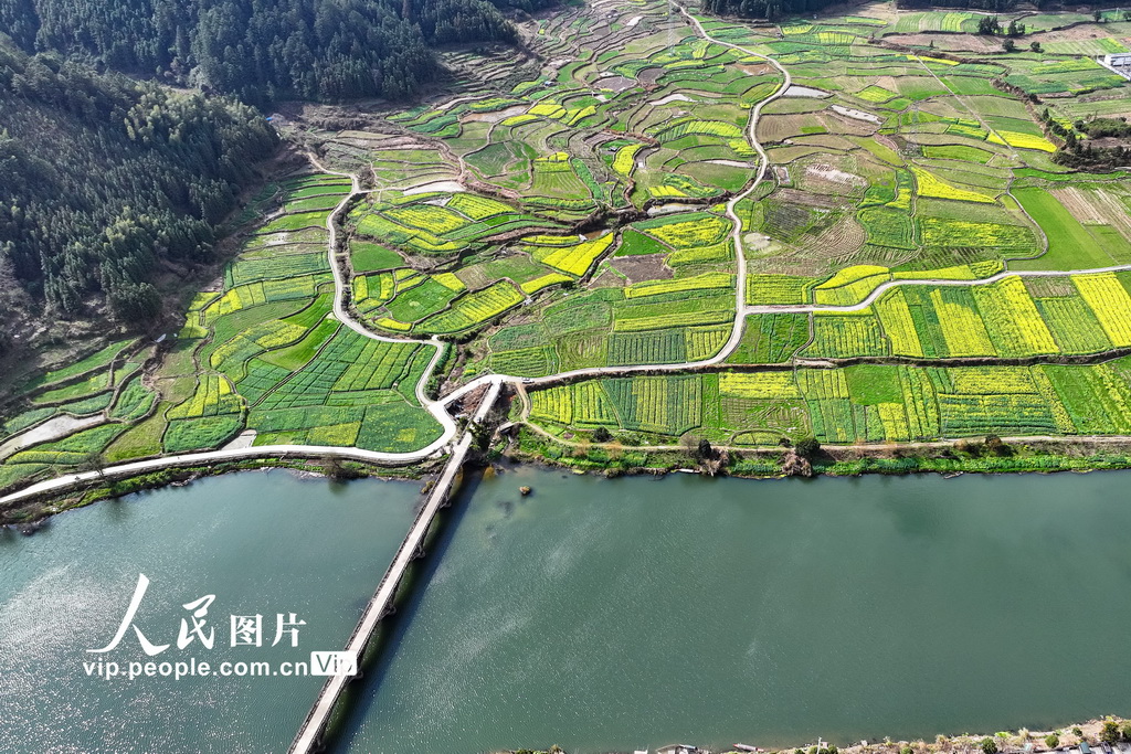 湖南通道：油菜花开春意浓【2】