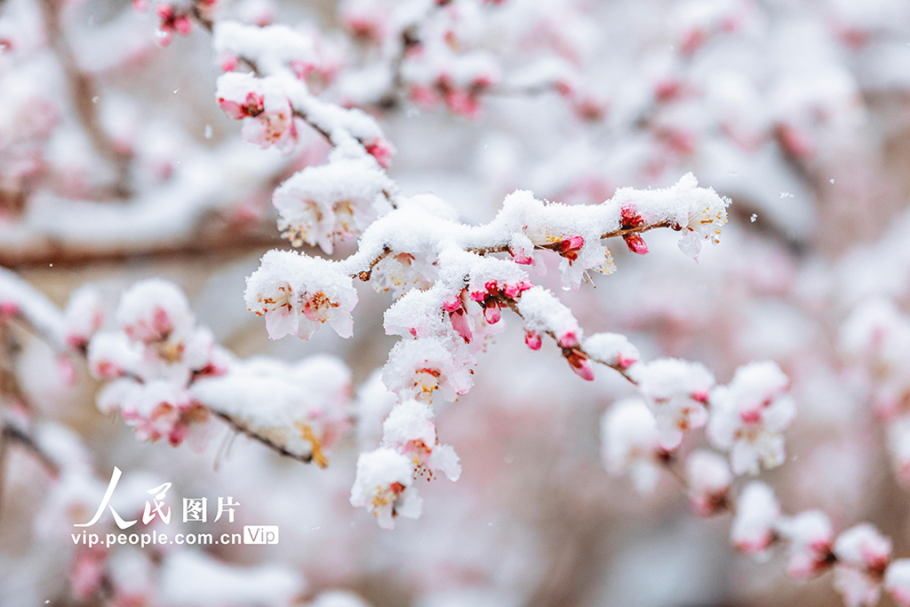 山西运城：春雪浴春花【2】