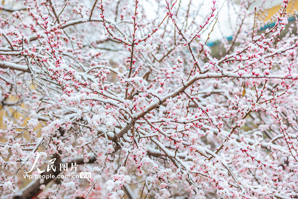 山西运城：春雪浴春花【3】