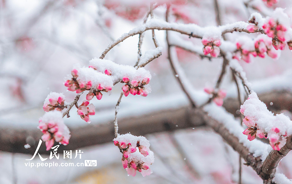山西运城：春雪浴春花【4】