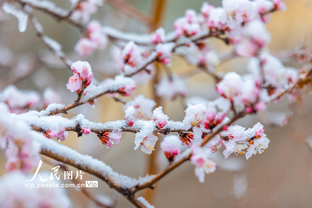 山西运城：春雪浴春花【5】
