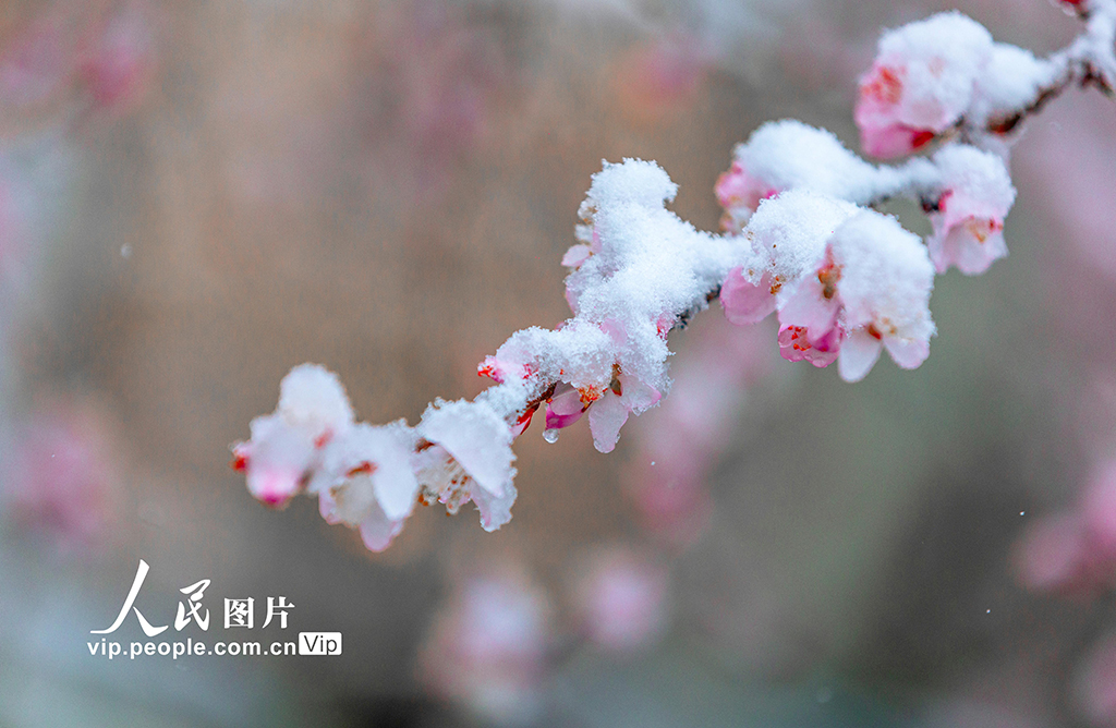 山西运城：春雪浴春花【8】