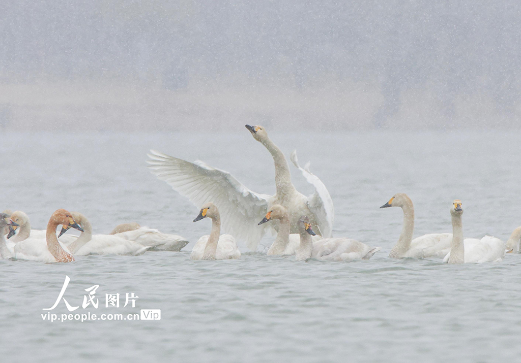 河南漯河：天鹅雪中起舞【3】
