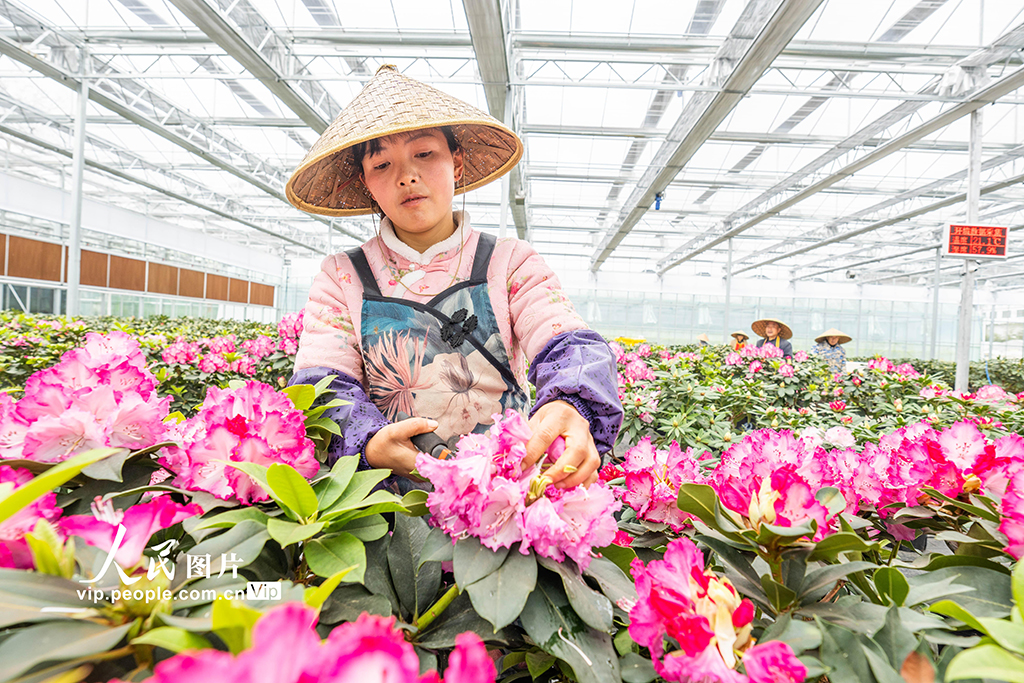 贵州毕节：花卉基地科技+【2】