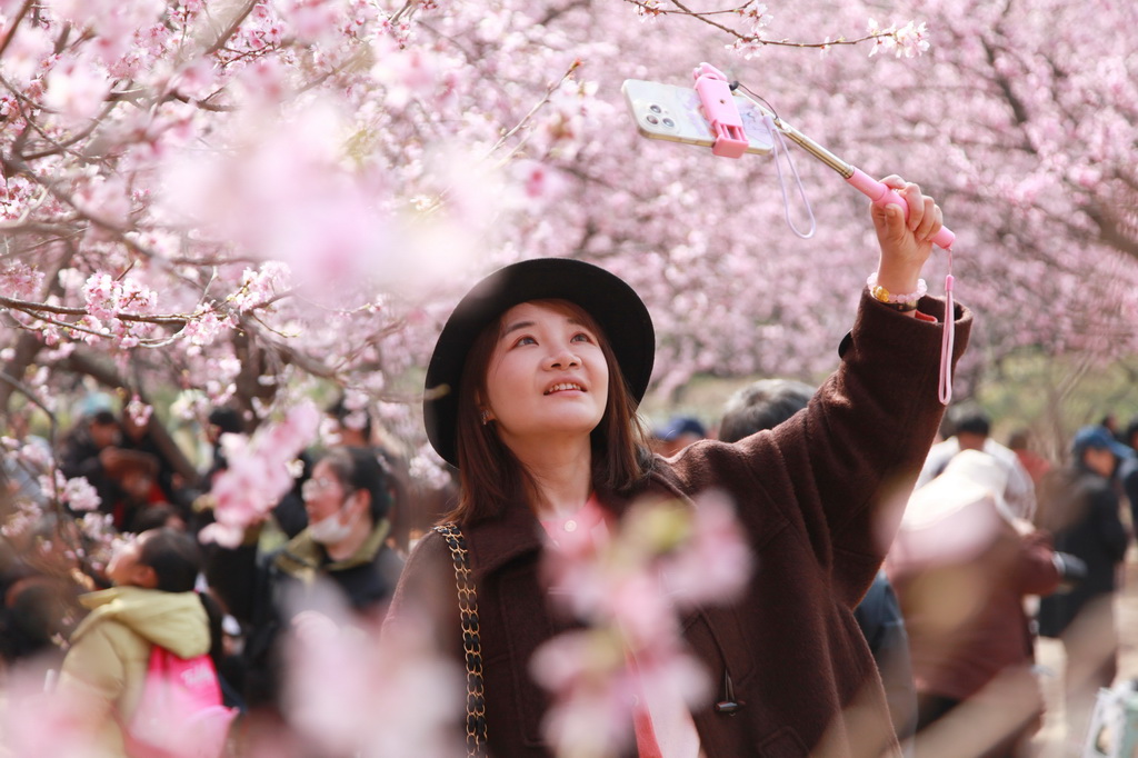 3月9日，游客在南京中山植物园拍摄樱花。新华社发（刘建华摄）