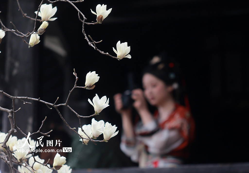 江苏扬州：玉兰花开醉游人【4】