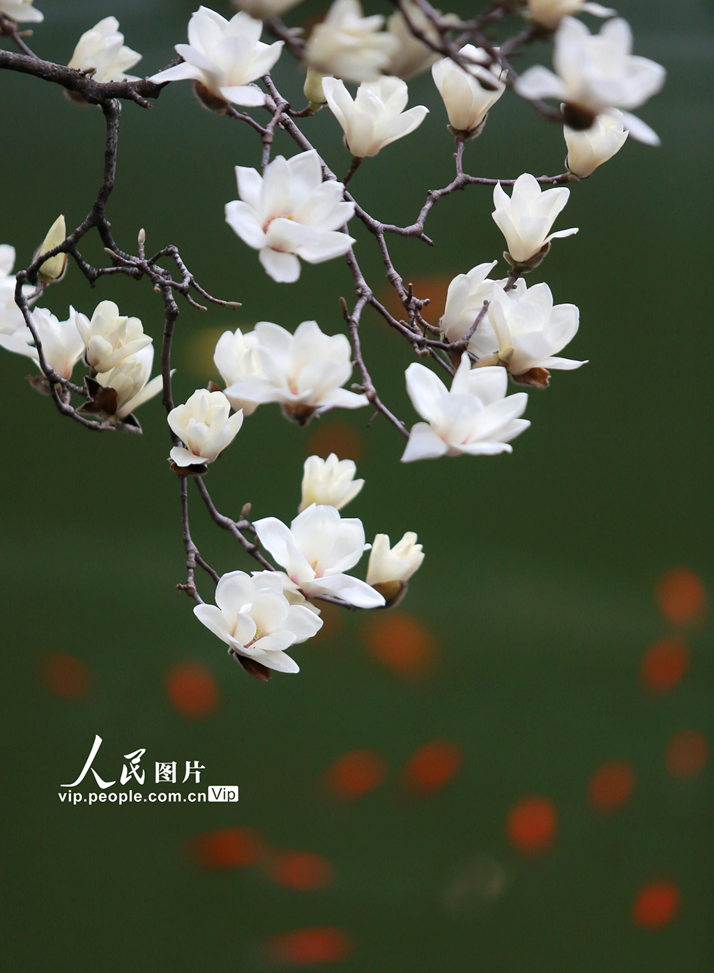 江苏扬州：玉兰花开醉游人【3】