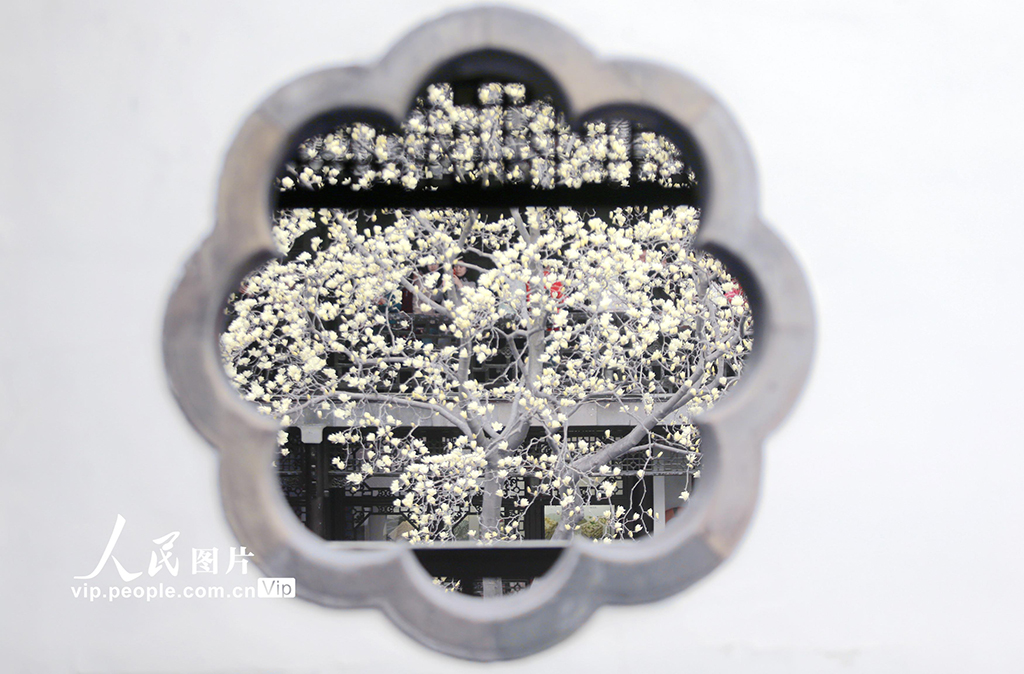江苏扬州：玉兰花开醉游人【5】