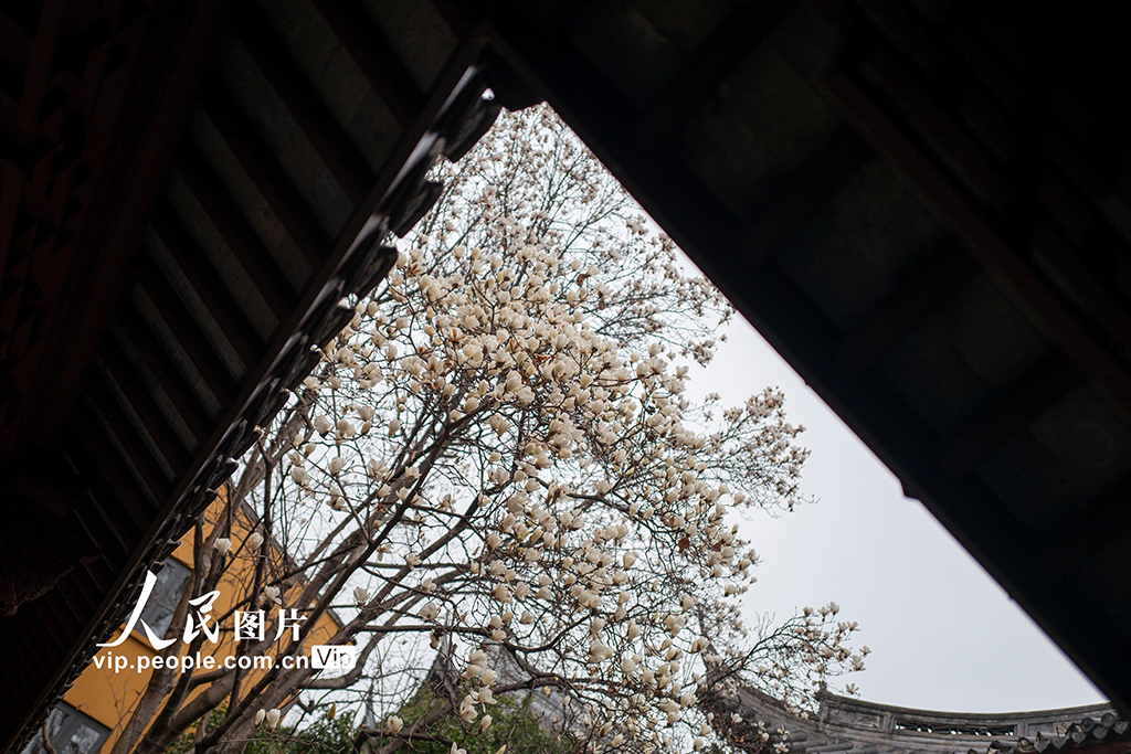 上海：龙华寺白玉兰迎春绽放
