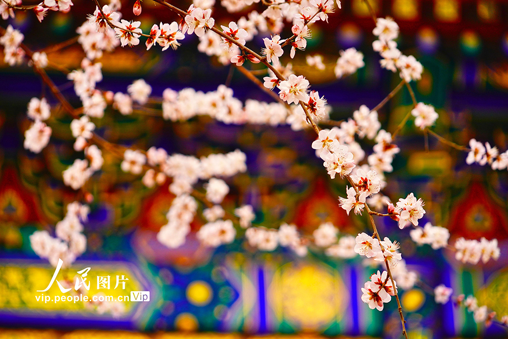 北京：北海公园山桃花盛开【3】