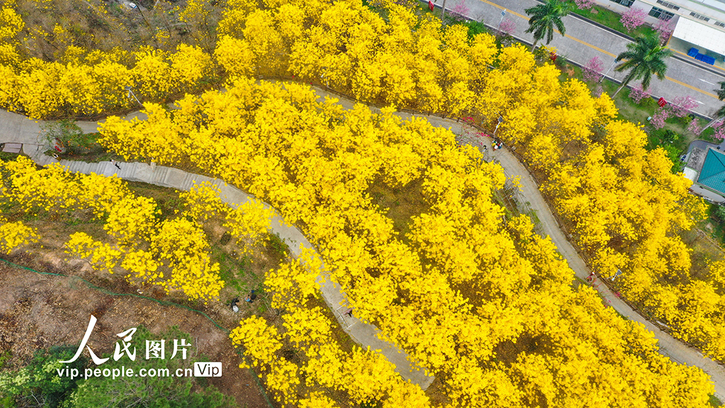 广西梧州：黄花风铃木绽放