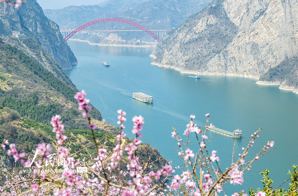 桃花盛开映三峡