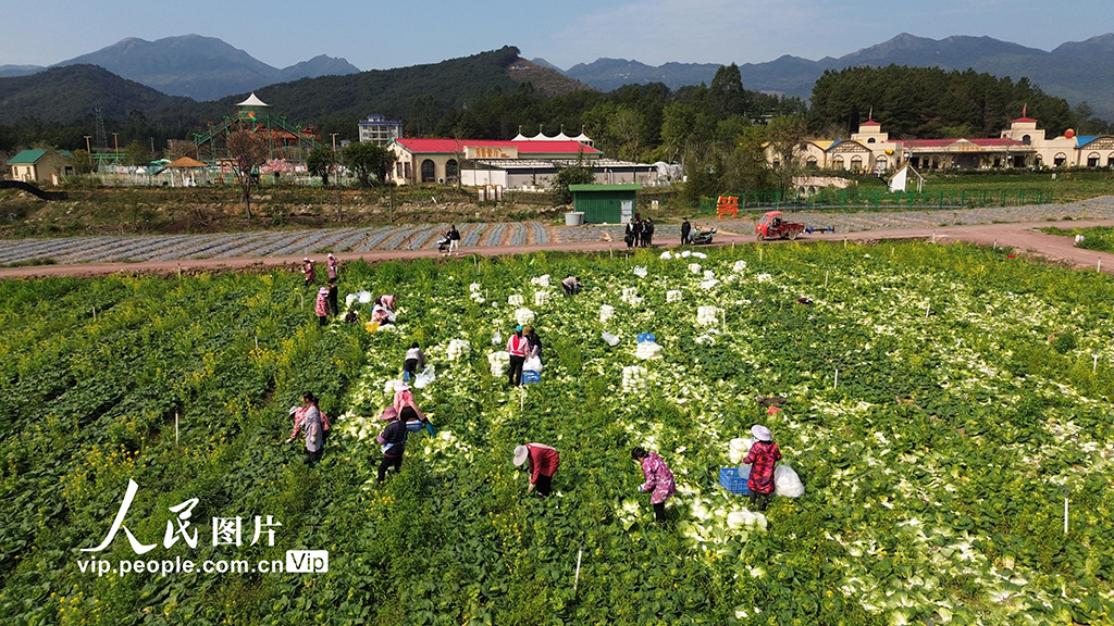 广西昭平：春分时节农事忙【3】