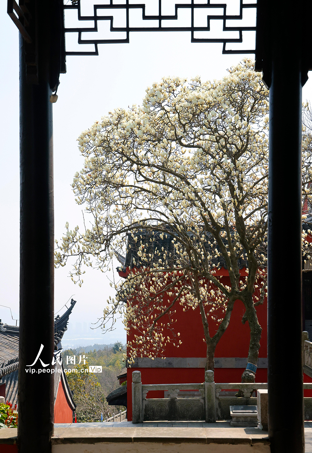 江苏苏州：白玉兰盛开迎客来【6】