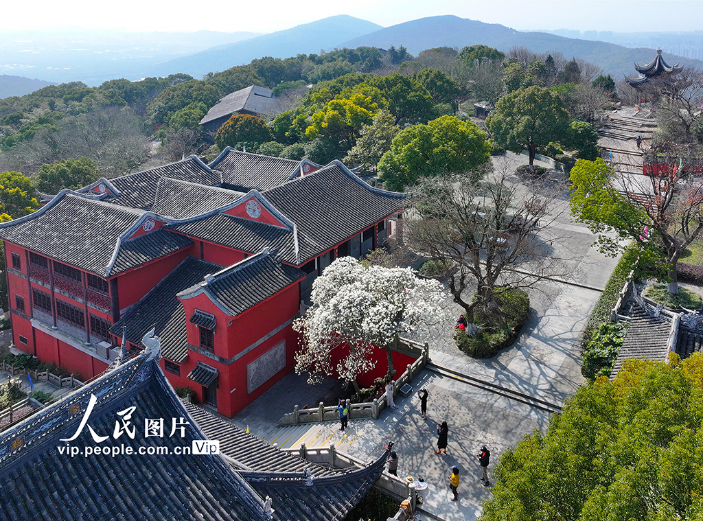 江苏苏州：白玉兰盛开迎客来【3】