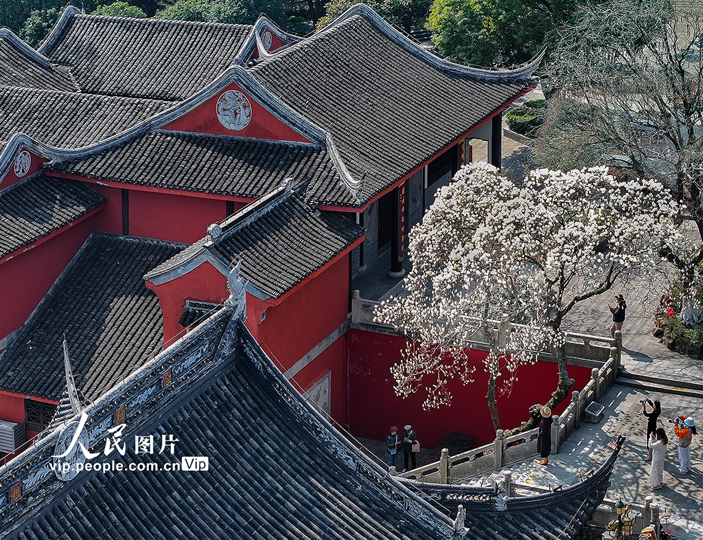 江苏苏州：白玉兰盛开迎客来