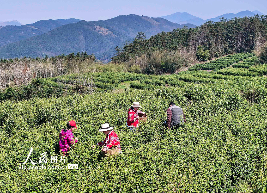 湖南双牌：茶旅融合促振兴【2】