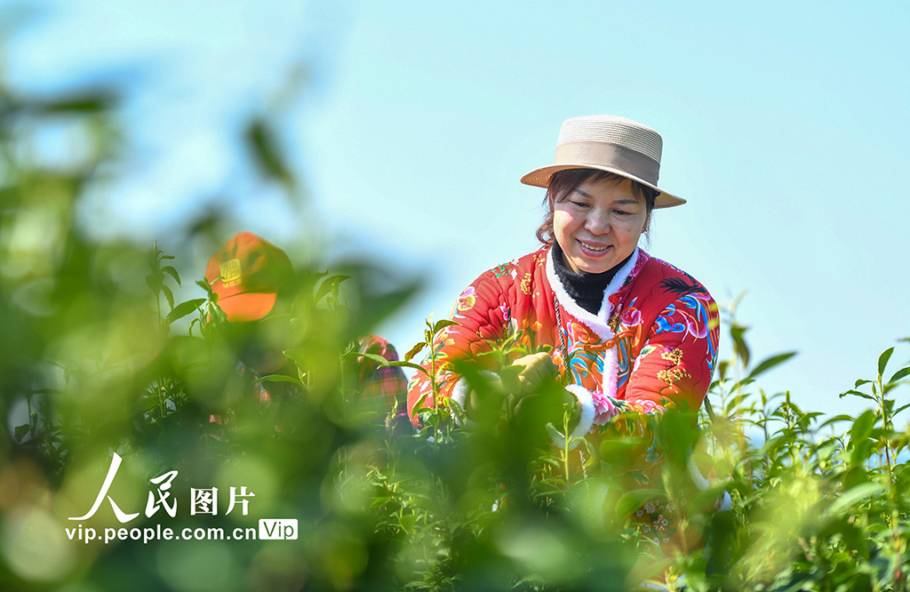 湖南双牌：茶旅融合促振兴【4】