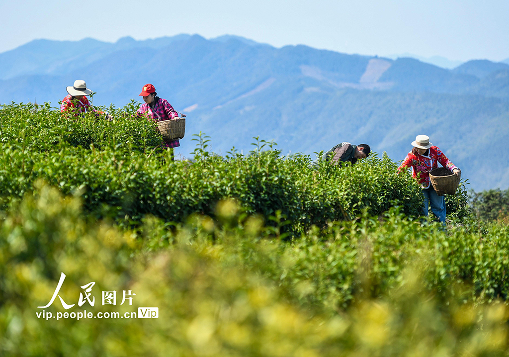 湖南双牌：茶旅融合促振兴【5】