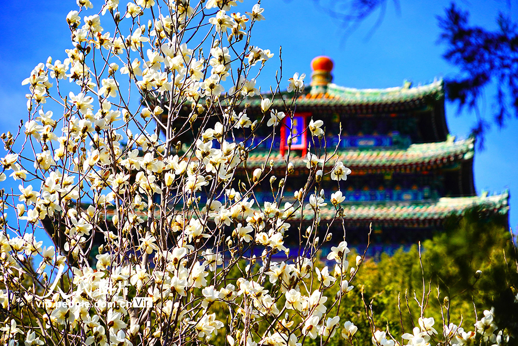 北京：景山公园春意盎然
