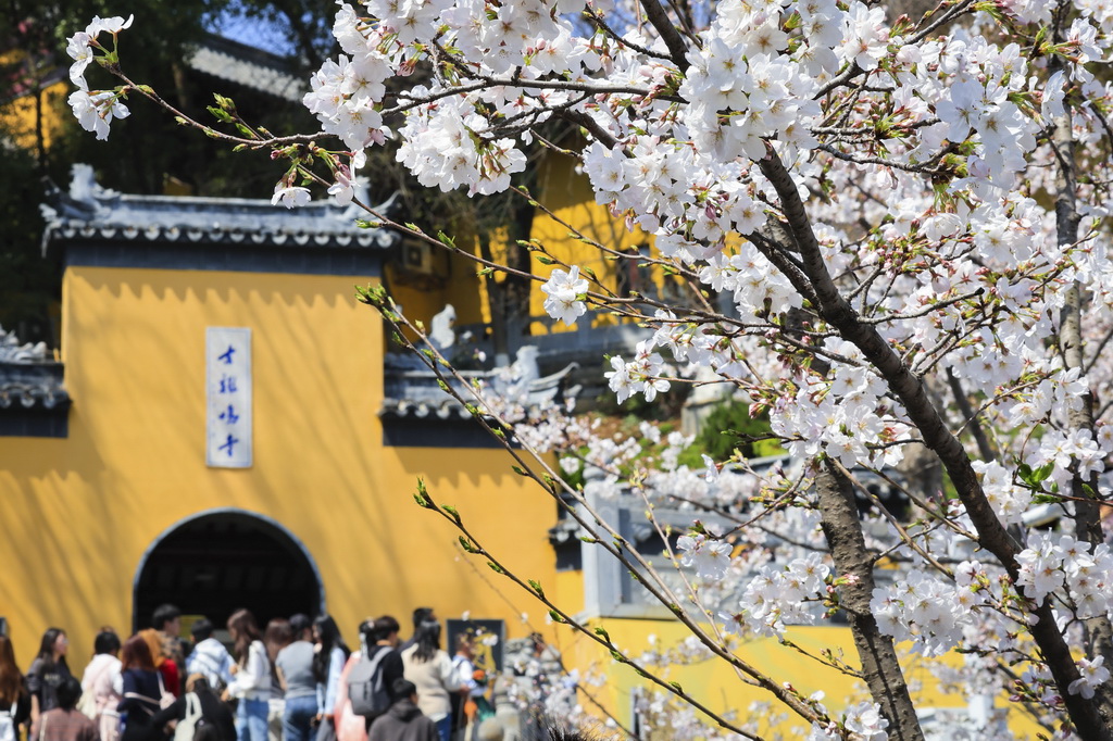 3月22日，人们在南京古鸡鸣寺赏花。新华社发（苏阳摄）