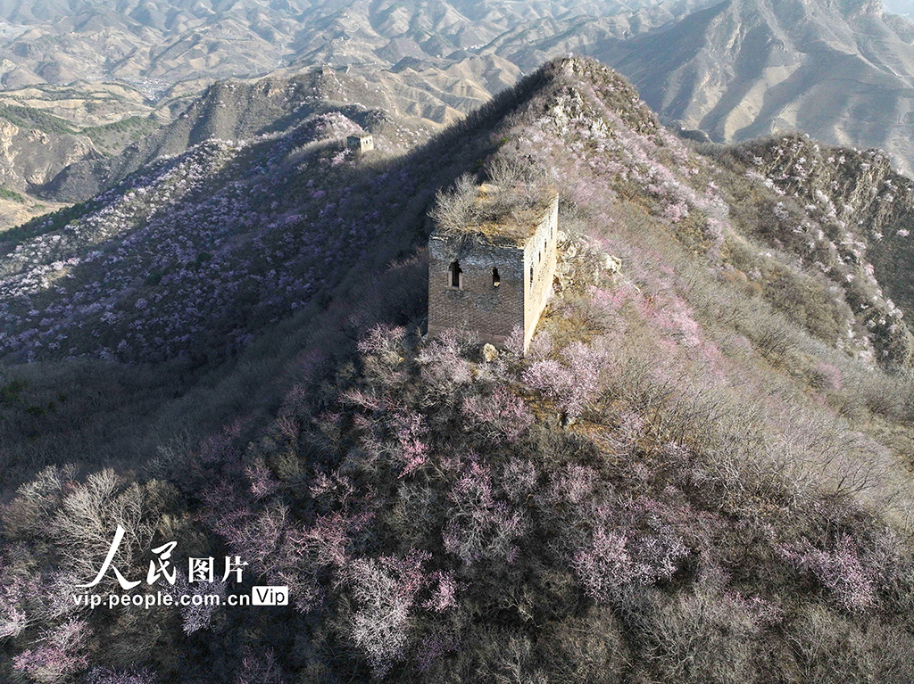 河北迁西：春到长城 山花烂漫【2】