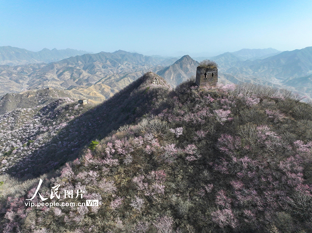 河北迁西：春到长城 山花烂漫【3】