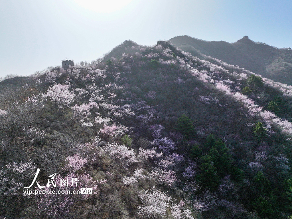 河北迁西：春到长城 山花烂漫【4】