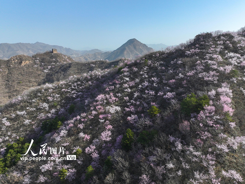 河北迁西：春到长城 山花烂漫【5】