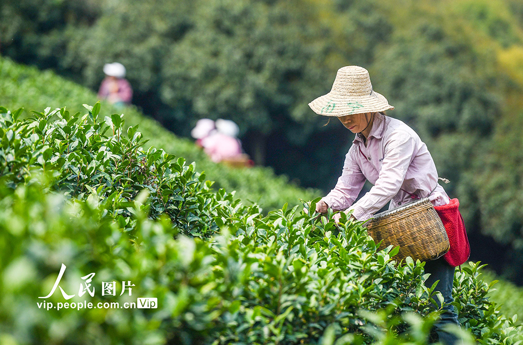 湖南永州：春日采茶