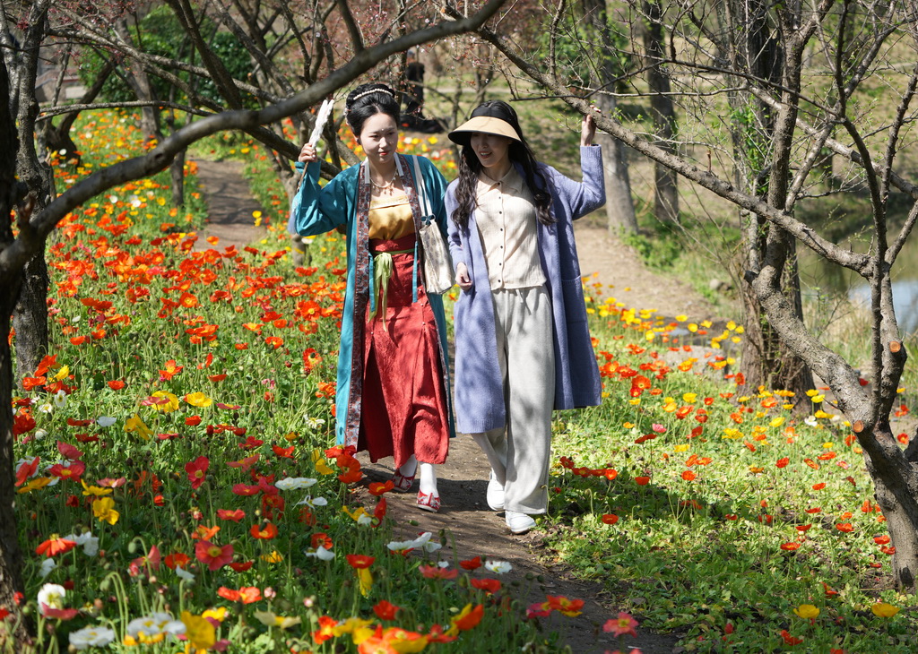 3月24日，游客在西溪湿地一条小径上欣赏开放的虞美人。