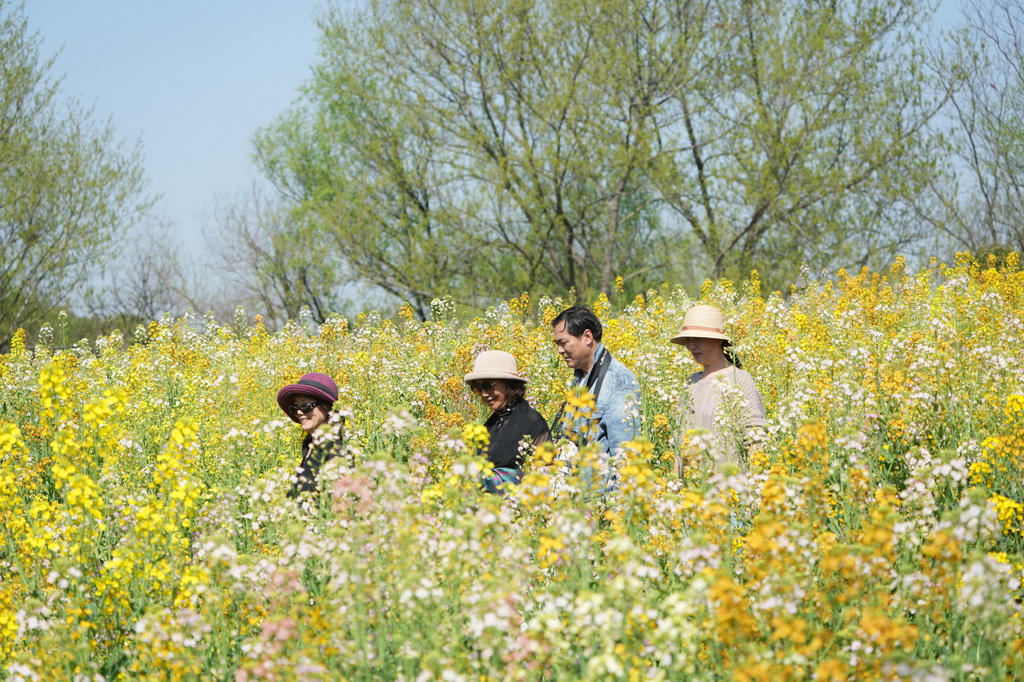 3月24日，游客在西溪湿地彩色油菜花海中徜徉。