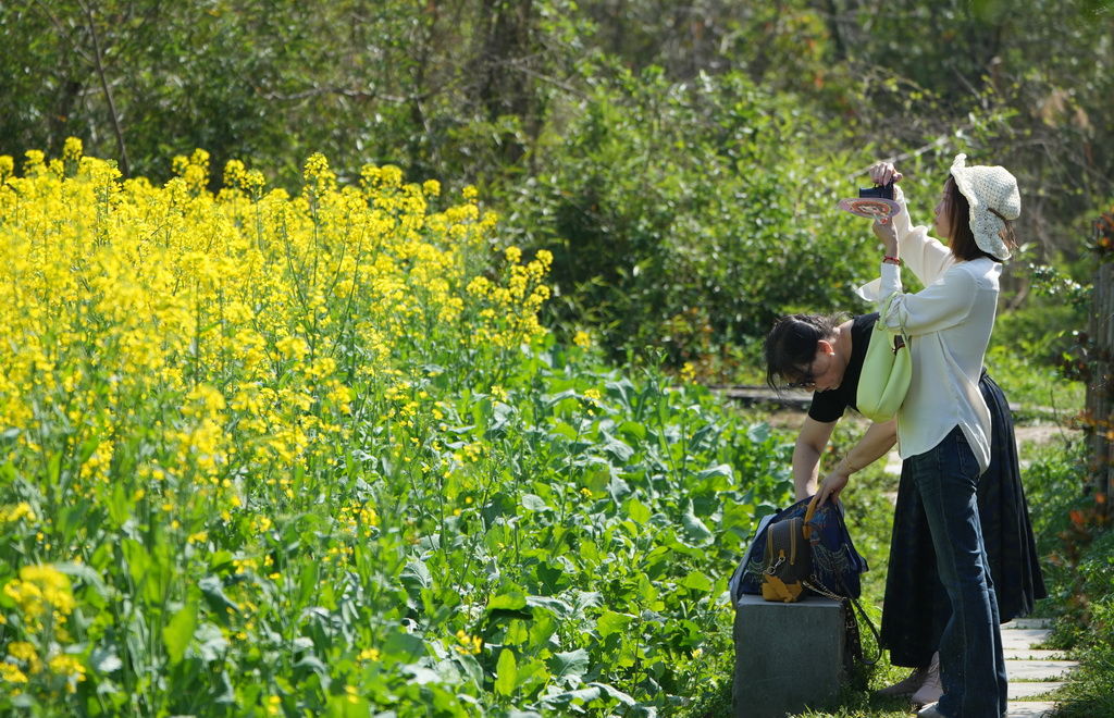 3月24日，游客在西溪湿地一片油菜花旁拍照。