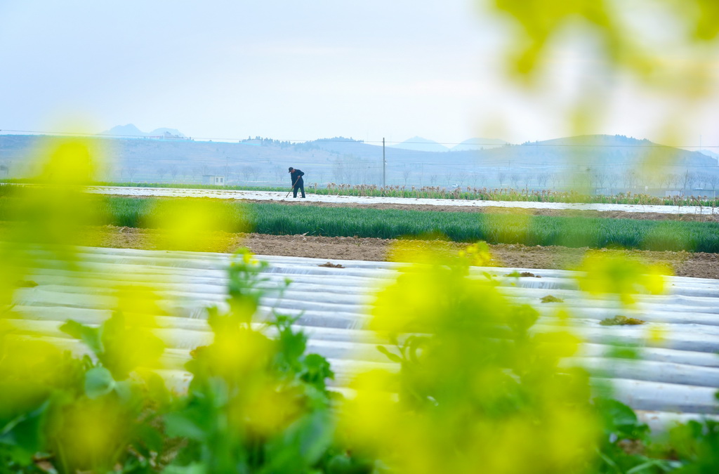 3月23日，山东省枣庄市山亭区城头镇路庄村农民对覆膜土豆进行出苗期破膜作业。新华社发（刘明祥摄）