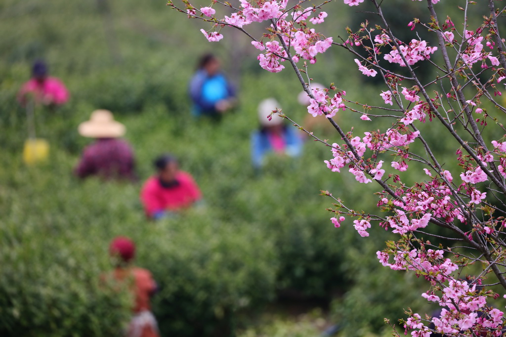 3月22日，在湖南省湘西土家族苗族自治州龙山县红岩溪镇肖家坪村，茶农在茶园采摘明前茶鲜叶。新华社发（曾祥辉摄）