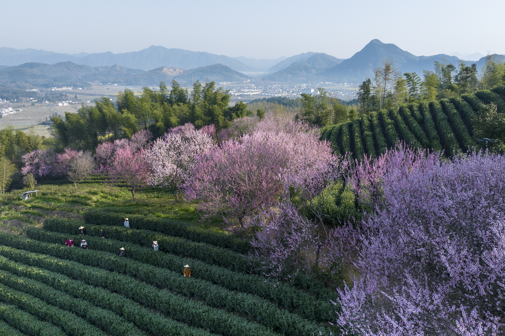 3月24日，茶农在安徽省黄山市黄山区三口镇的高山茶园采摘春茶（无人机照片）。新华社发（樊成柱摄）