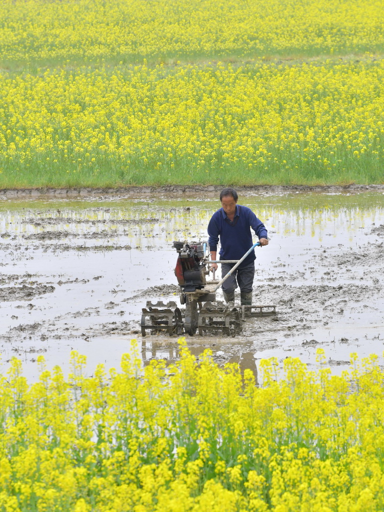 3月23日，在湖南省娄底市双峰县井字镇生机村，农民驾驶农机翻耕肥用油菜。新华社发（李建新摄）