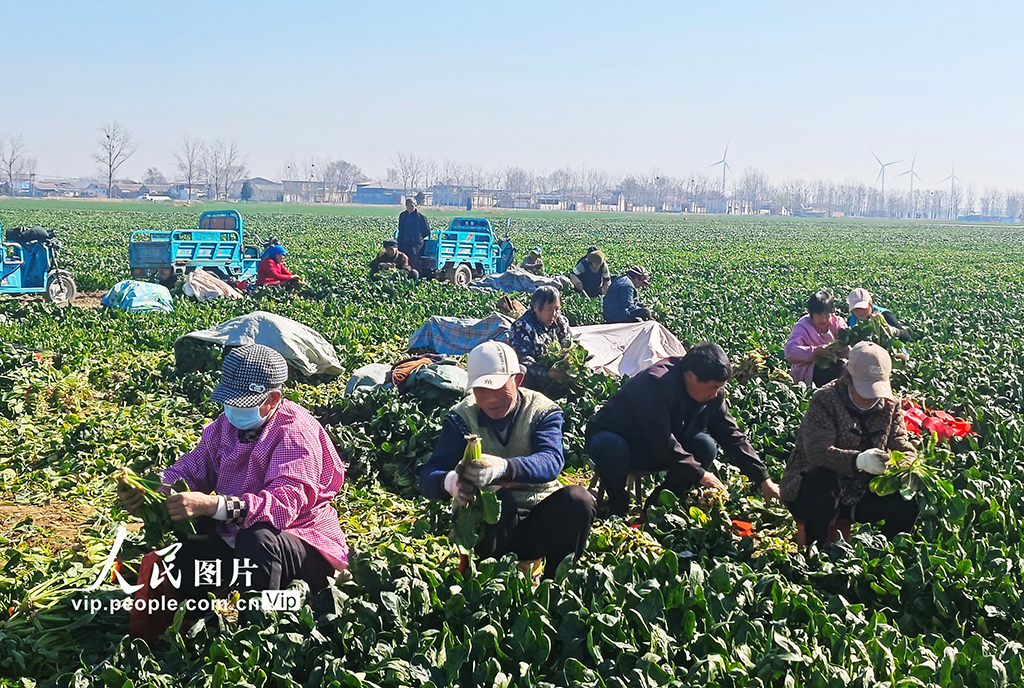 山东鄄城：采收“订单菠菜”