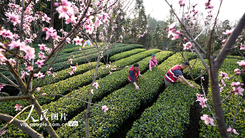 广西三江：与茶农一起采春茶