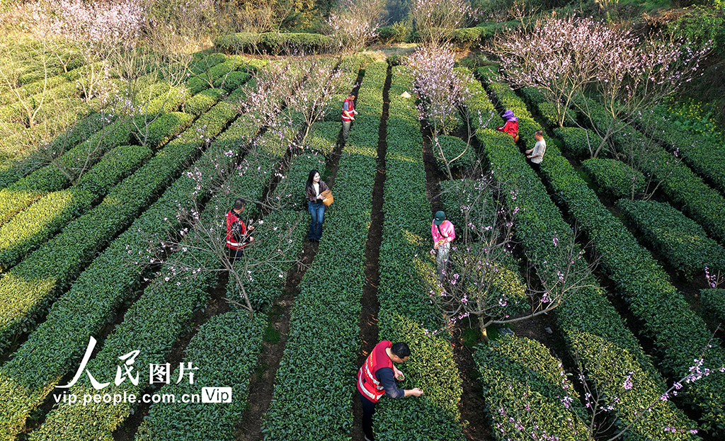 广西三江：与茶农一起采春茶【2】