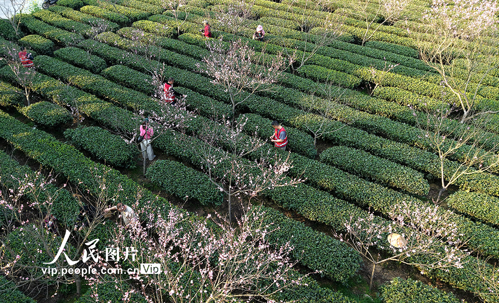 广西三江：与茶农一起采春茶【5】