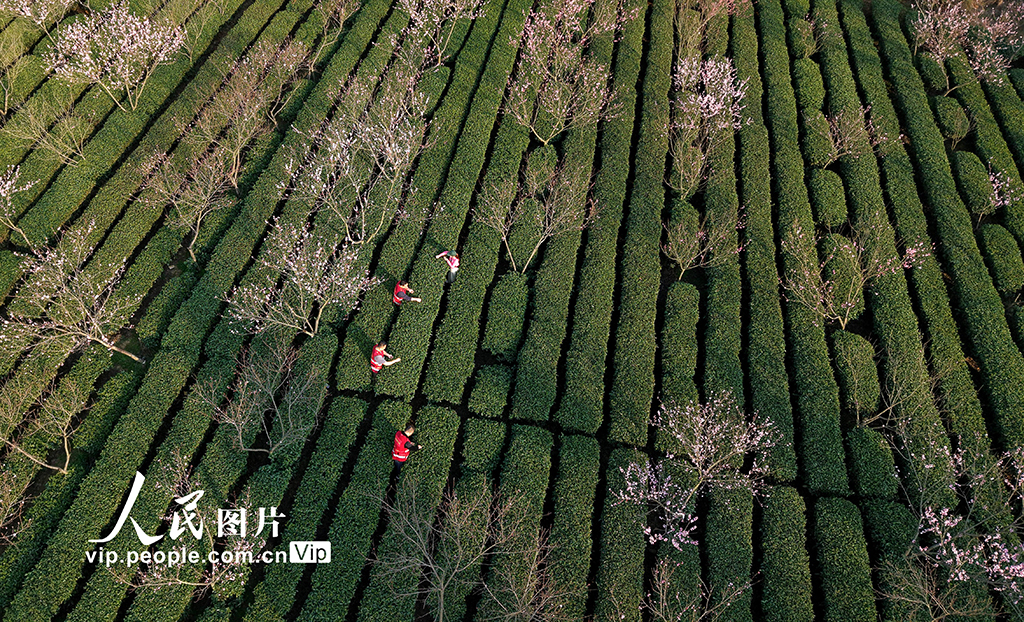 广西三江：与茶农一起采春茶【6】