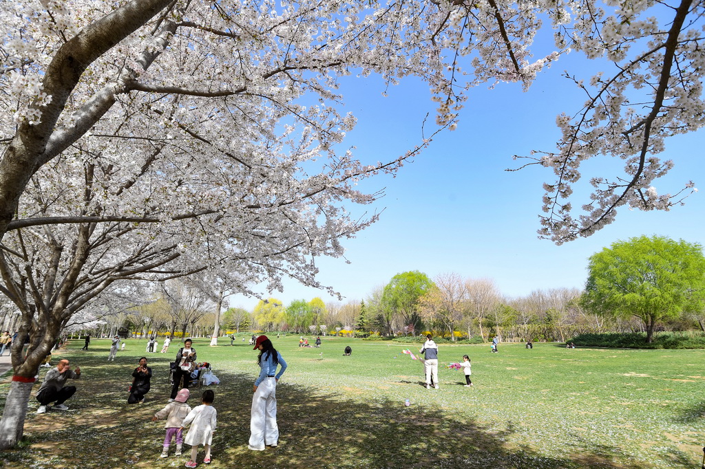 3月25日，游客在河北省石家庄市石津灌渠文化公园观赏樱花。新华社发（张晓峰摄）