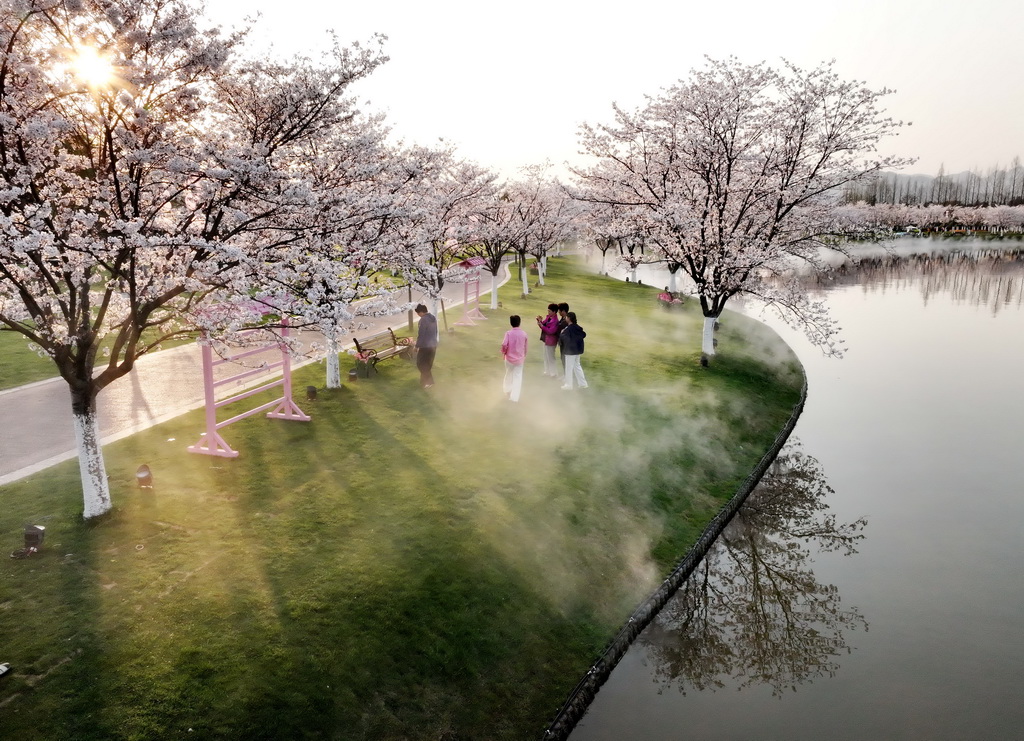 3月25日，游客在浙江省武义县的花田美地樱花大道旁赏景拍照（无人机照片）。新华社发（张建成摄）