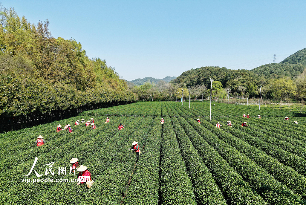 浙江杭州：采摘明前茶【4】