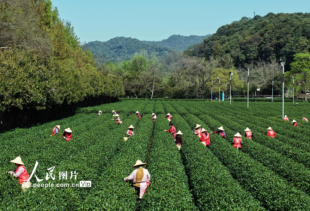浙江杭州：采摘明前茶【2】