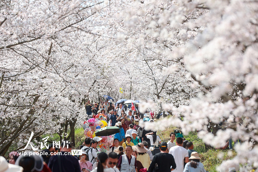 3月25日，贵州省贵安新区樱花园内的万亩樱花竞相绽放，如云似霞，吸引许多游客前往观赏，乐享春光。袁福洪/人民图片