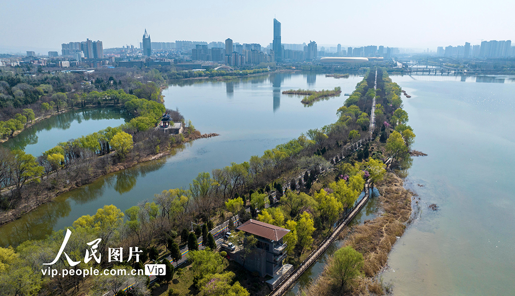 3月25日，河南三门峡市，三门峡天鹅湖国家城市湿地公园春光旖旎，垂柳抽出嫩绿新芽，湖面碧波荡漾，春景如画。孙猛/人民图片
