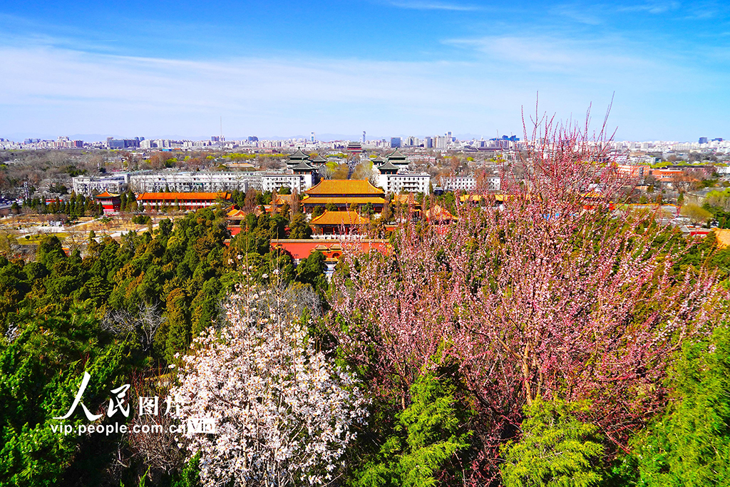 3月20日，北京景山公园山桃花和玉兰花盛开，成为中轴线上靓丽的风景线。宋家儒/人民图片