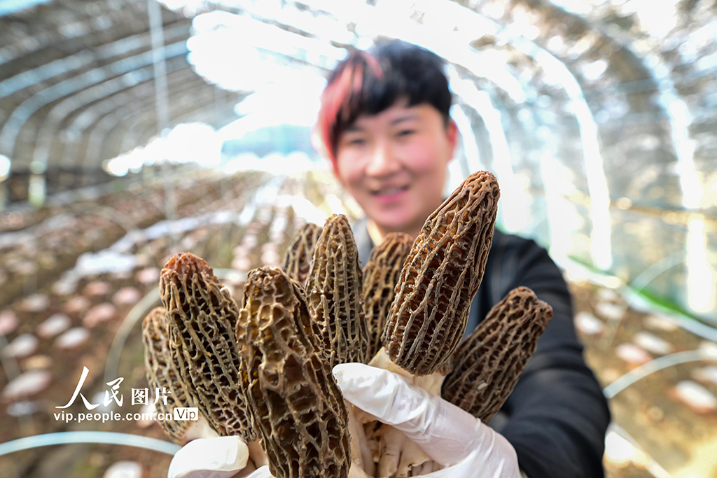 河南新安：羊肚菌抢“鲜”上市